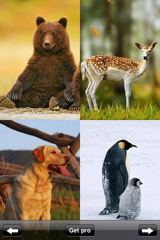 Animal Wallpapers & Images