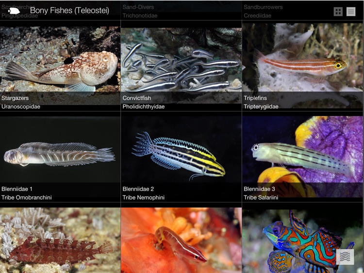 Reef Fishes of the East Indies (Vol. 2)