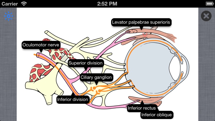 Cranial Nerves ~ Pocket Clinical Resource screenshot-4