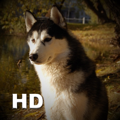 Dogs Catalog HD icon