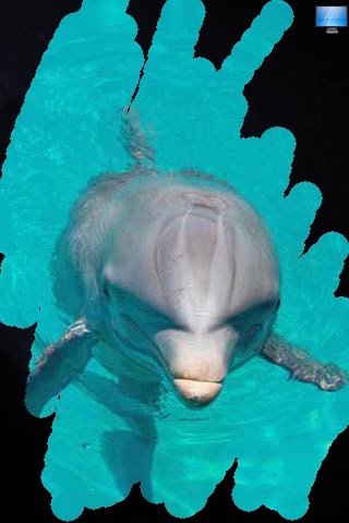 Cute Dolphin Pictures screenshot 4