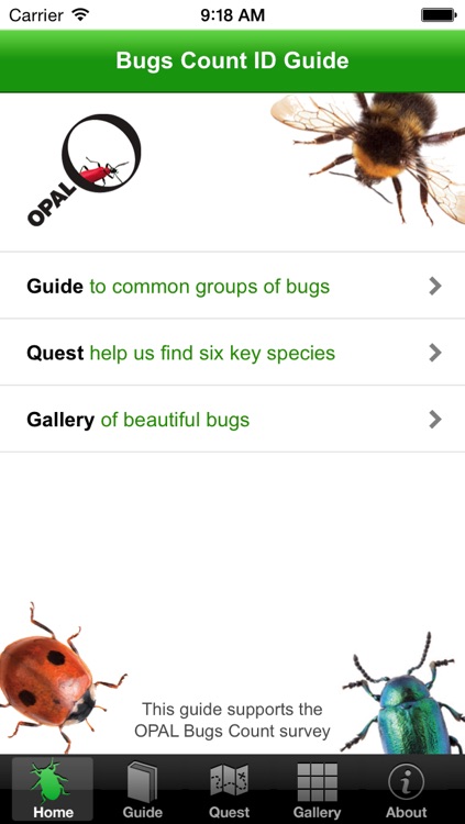 OPAL Bugs Count Pocket ID Guide