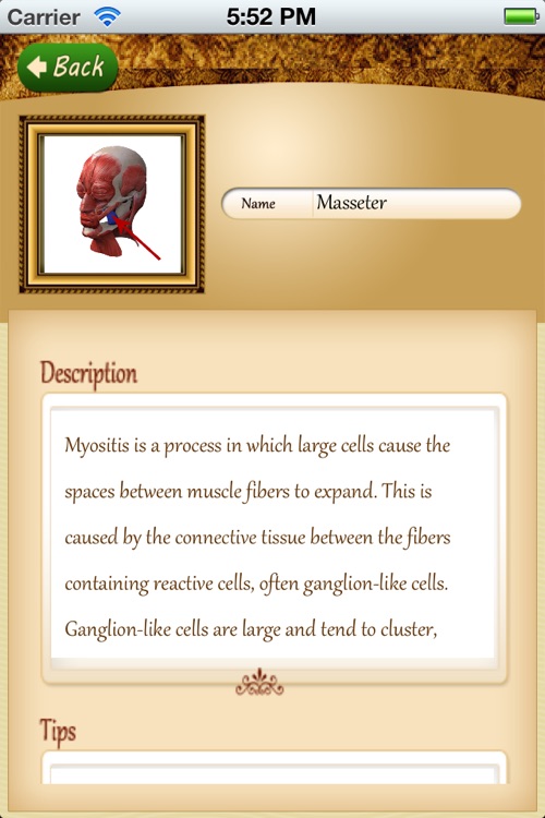 Anatomy Muscle and Bone: Visual Game & Dictionary