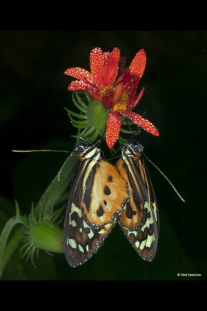 Rick's Flying Flowers - Wallpaper from Photographer Rick Sam(圖4)-速報App