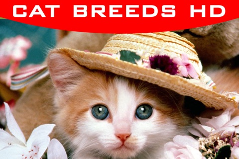 Cat Breeds Wallpapers HD+ screenshot 3