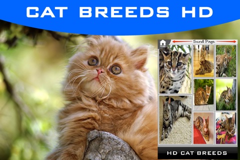 Cat Breeds Wallpapers HD+ screenshot 2