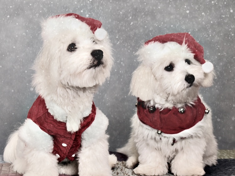 Snow Daze HD screenshot-3