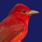 Do your kids ask questions about the birds in your backyard - wish you had answers