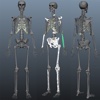 3D Human Anatomy Skeletons