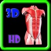 3D Medical Human Body Muscle