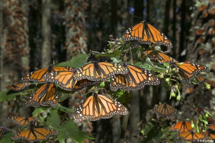 Rick's Flying Flowers - Wallpaper from Photographer Rick Sammon