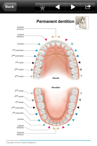 Dentistry Mini Atlas screenshot 4