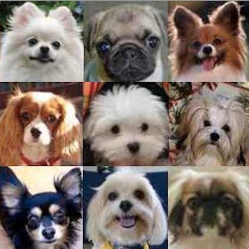 Best Dog Breeds - Hypoallergenic Icon