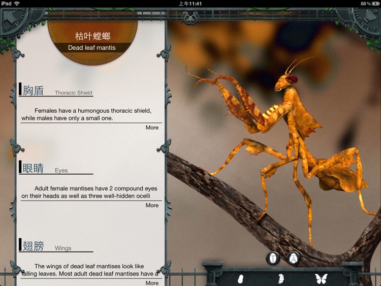 Bug Zoo HD screenshot-3