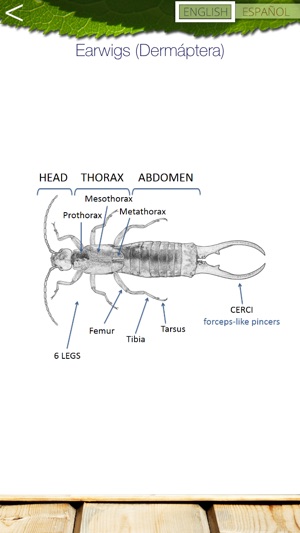 Common Insects(圖5)-速報App