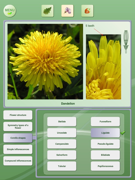 Biology - Plant handbook Free screenshot-3