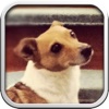 My Dog Emma - Jack Russell Puzzle