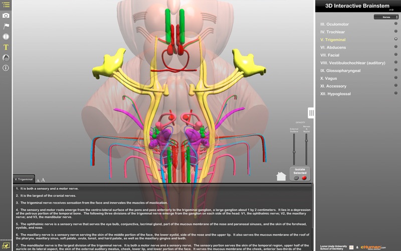 Interactive 3D Brainstem App miniatura 1