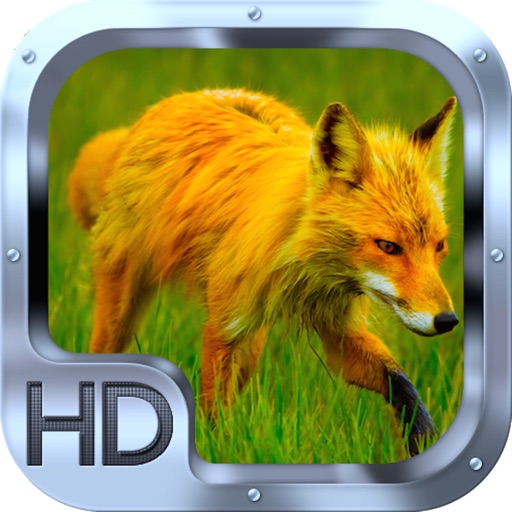 Fox Hunting Sniper Rush PRO