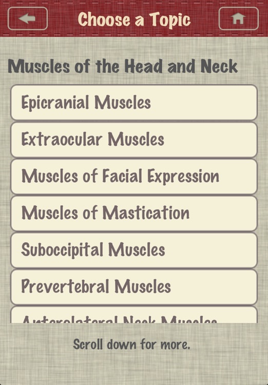 Anatomy - Muscle OINA