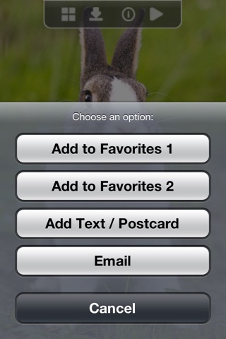 Bunny Wallpapers & Backgrounds for iPhone screenshot 4