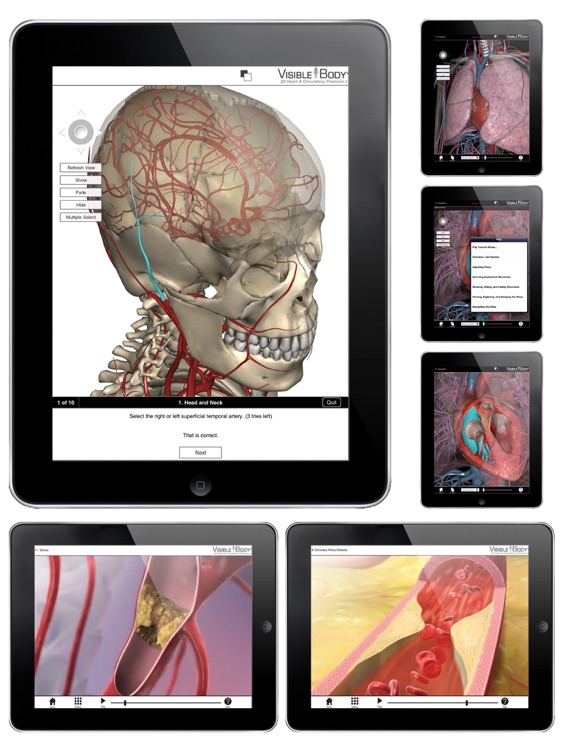 3D Heart & Circulatory Premium 2