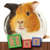 1st GAMES - My cute domestic animals world HD puzzle for kids