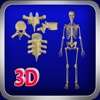 3D Human Skeleton & Vertebrae Pro