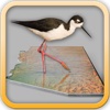 Birding Sites Phoenix - Free