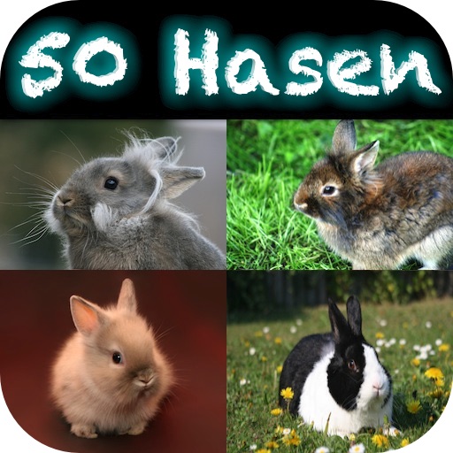 50 Hasen - ausgewählte Fotos