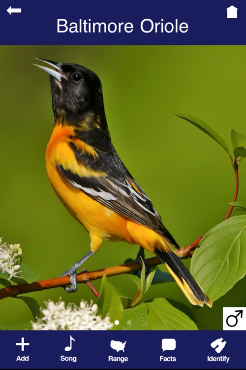 Wild About Birds!