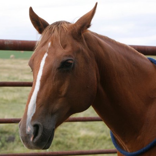 Talking Rocky the Horse - My Favorite Pet icon