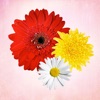Primerun Flowers + photo editor free + add text to photo image