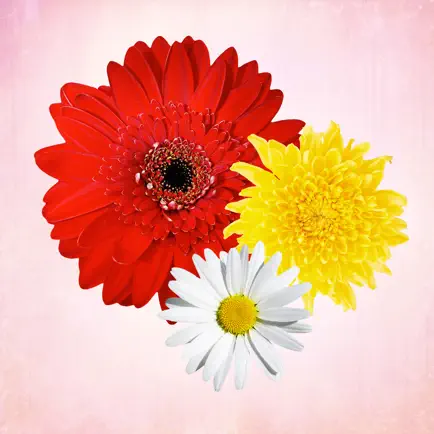 Primerun Flowers + photo editor free + add text to photo image Cheats