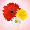Icon Primerun Flowers + photo editor free + add text to photo image
