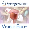 Reproductive & Urinary Anatomy for Springer (Voortplantings- & Urine-anatomie voor Springer)