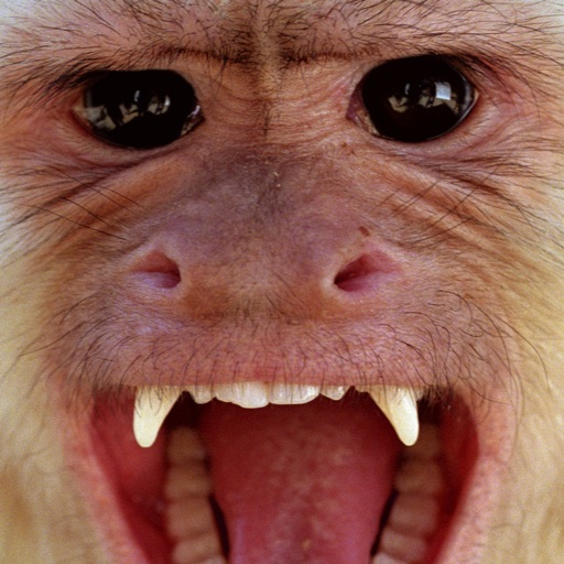 Talking Monkey . icon