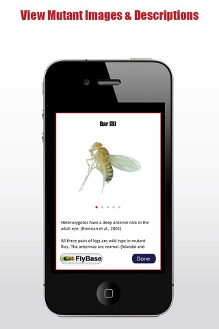 Drosophila screenshot 3