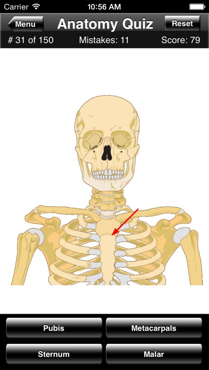 Anatomy Quiz