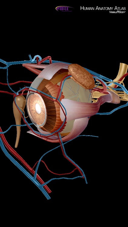 Human Anatomy Atlas for Active Release Techniques screenshot-3