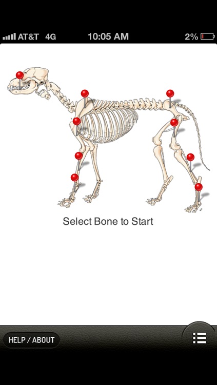 Small Animal Fracture Management