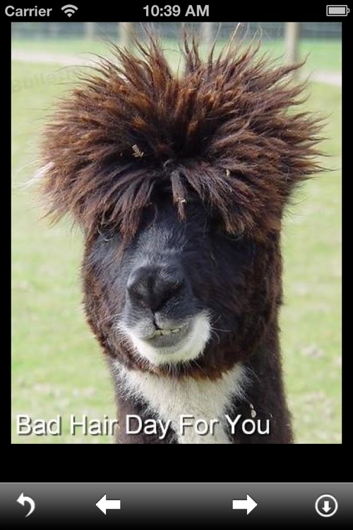 Funny Animal Pictures