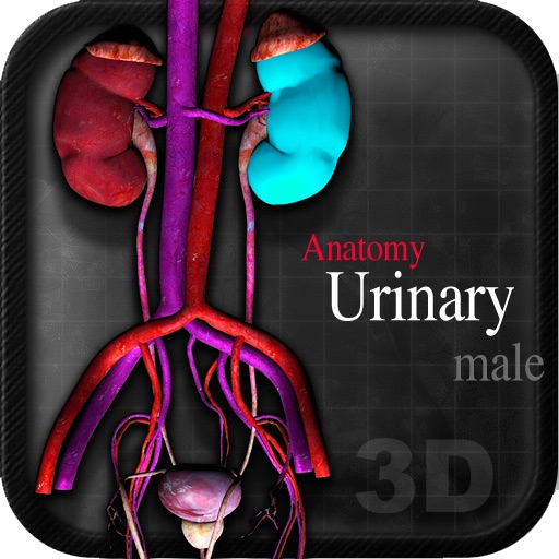 Anatomy Urinary male vii icon