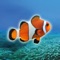 Clownfish Tap