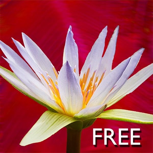 YOGA VIRTUOSO FREE WITH LYNDON: MOVE, STRETCH, DANCE