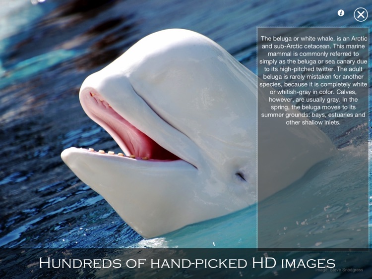 Animal Wonders of the World