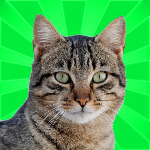Pet Cat: My Best Friend iOS App