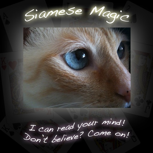 Siamese Magic