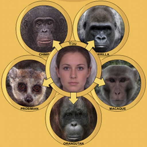 Face Transformer Ape Edition Icon