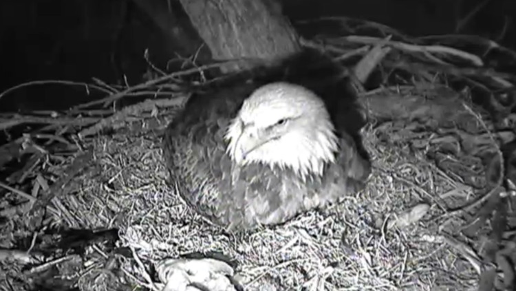 Bald Eagle Cams